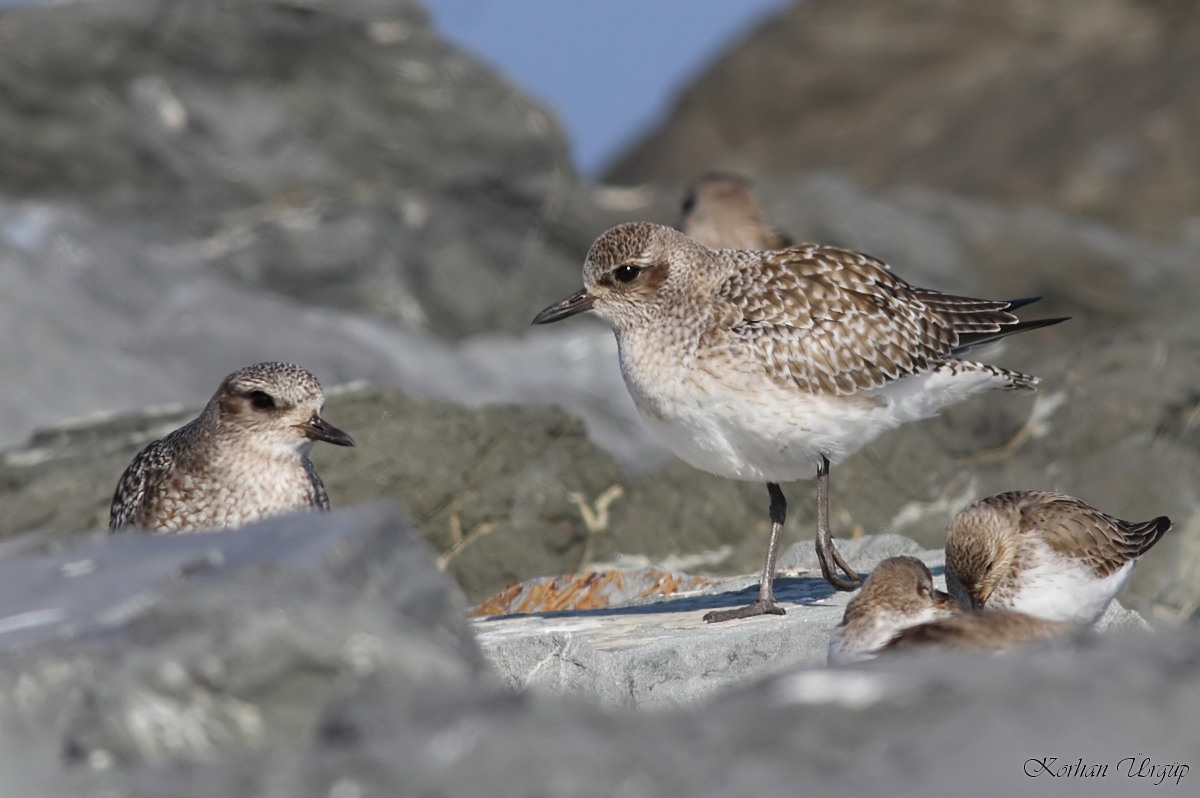 Grey Plover