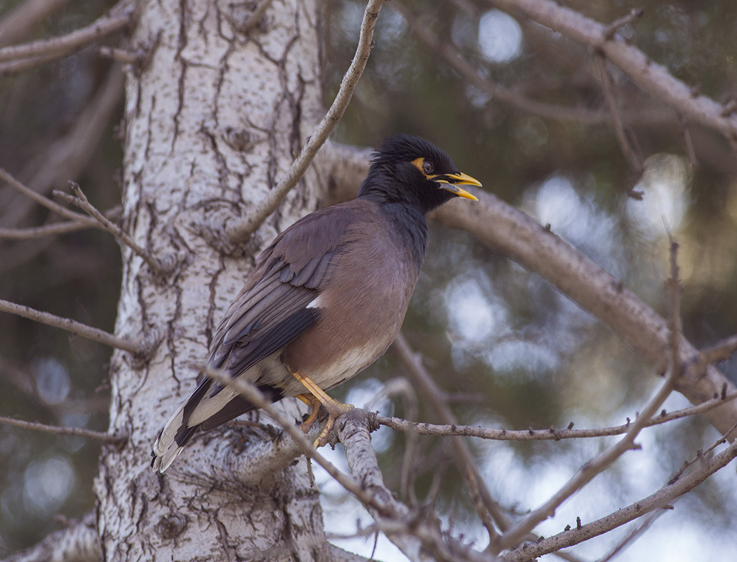 Common Myna