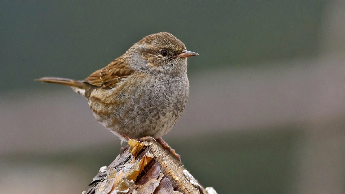 Dunnock