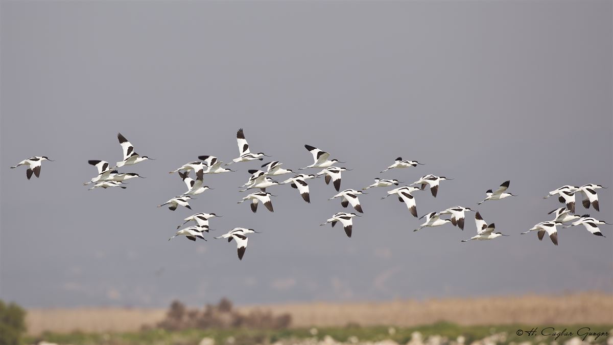 Pied Avocet