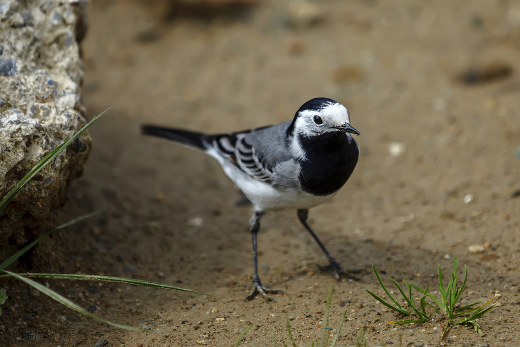 White Wagtail