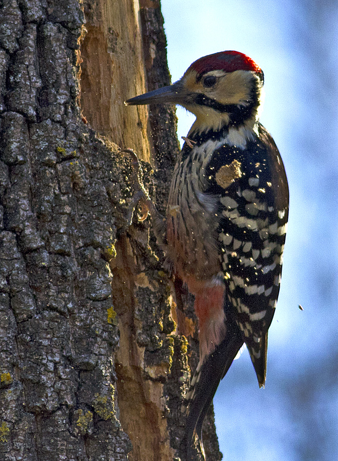 White-backed Woodpecker