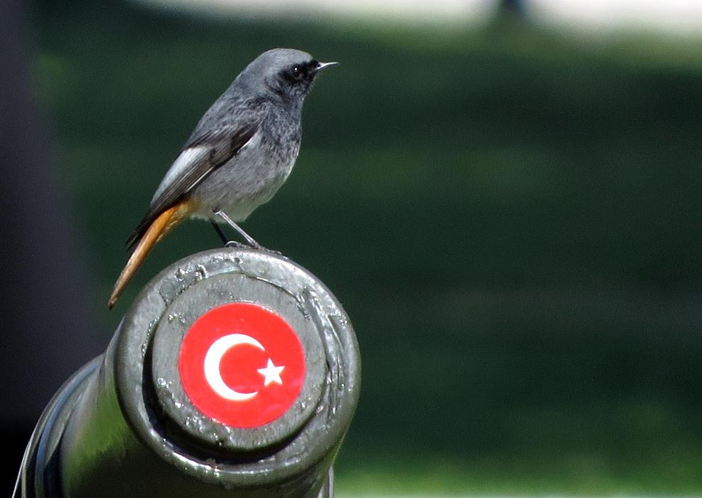 Kara Kızılkuyruk