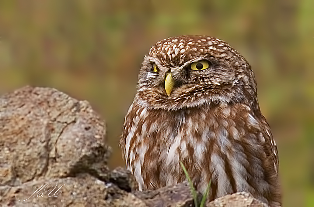 Little Owl