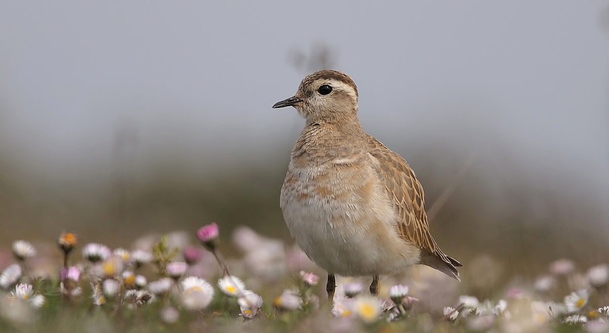 Eurasian Dotterel