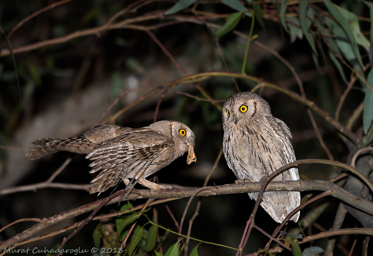 Pallid Scops Owl