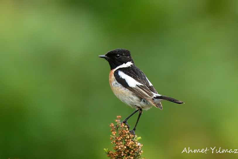 Siberian Stonechat