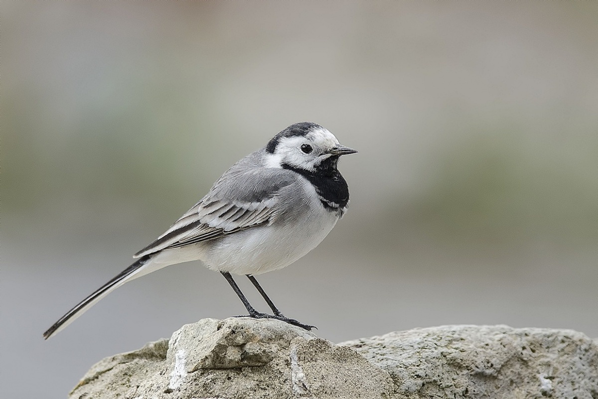 White Wagtail