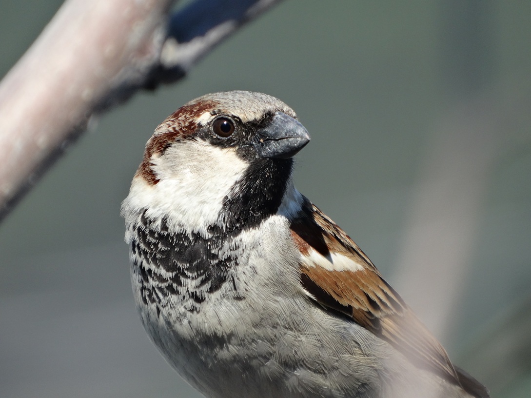 House Sparrow