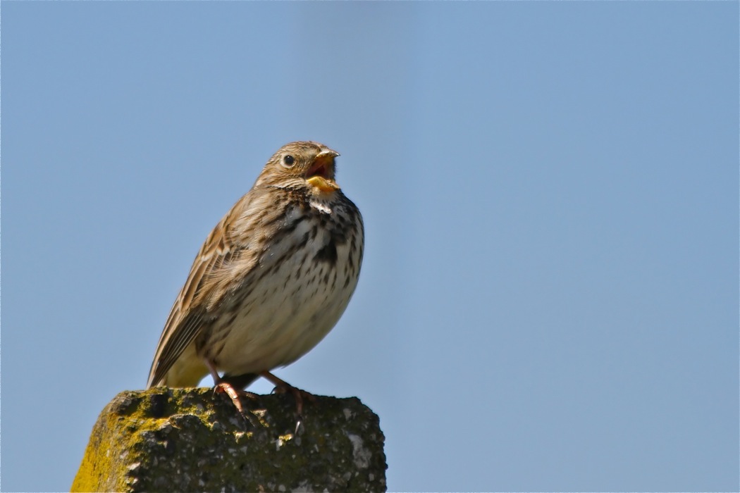 Corn Bunting