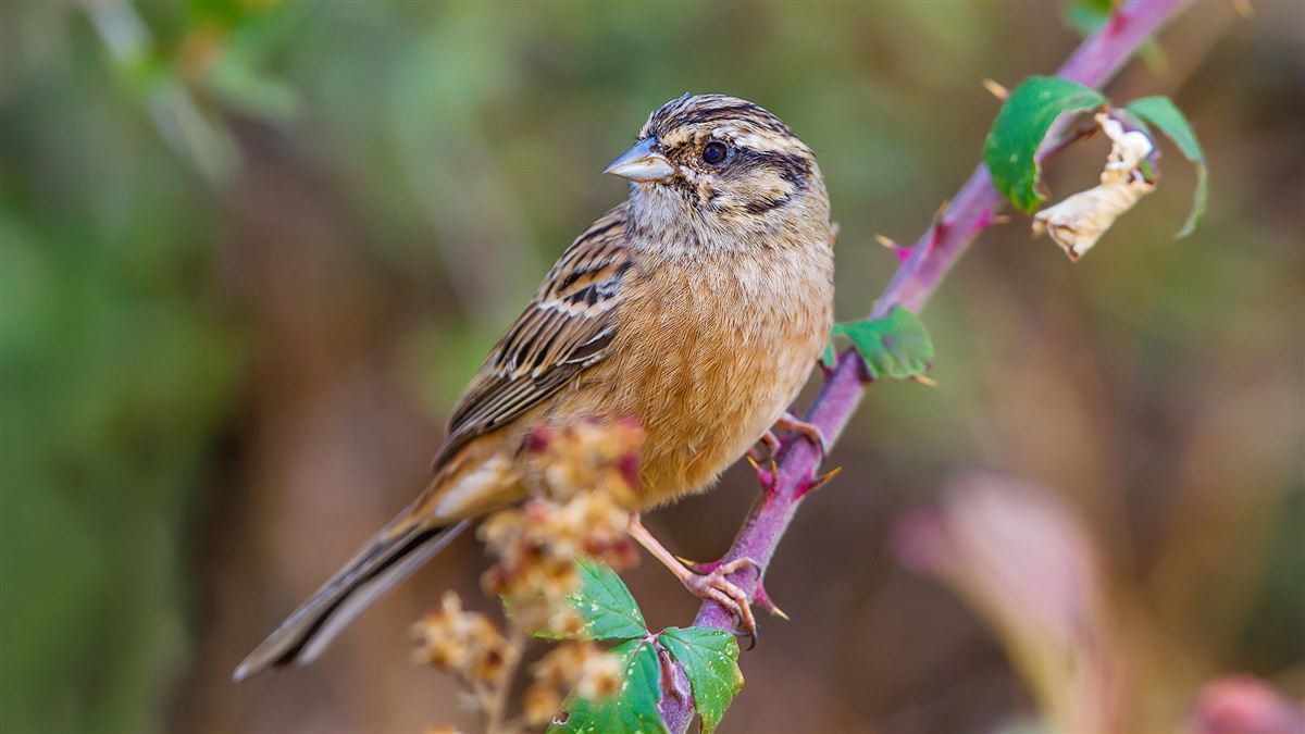 Rock Bunting