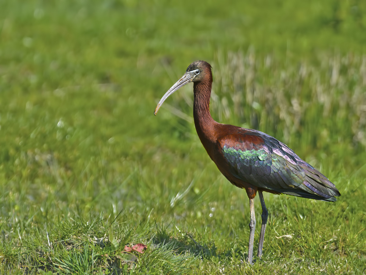 Glossy Ibis