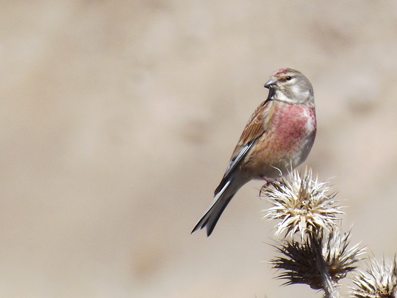 Common Linnet