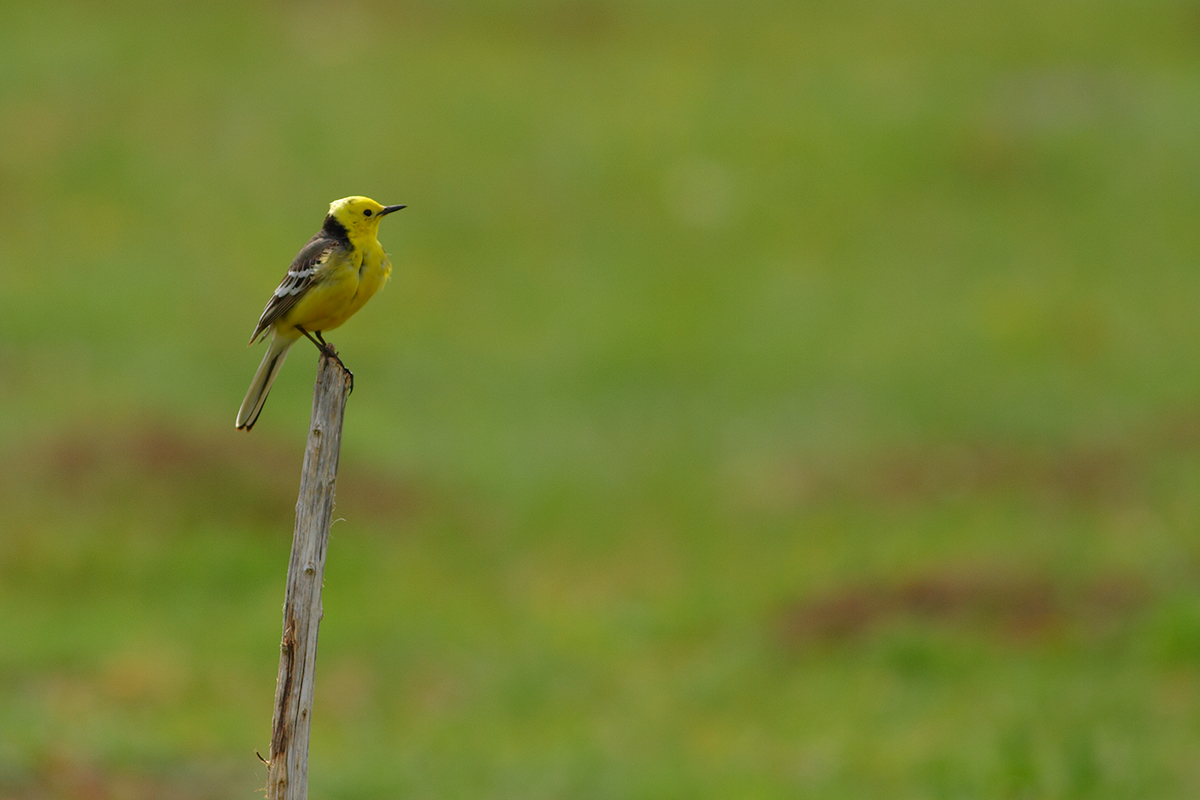 Citrine Wagtail