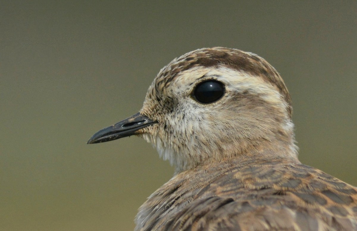 Dağ Cılıbıtı