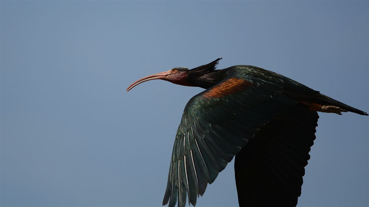 Northern Bald Ibis