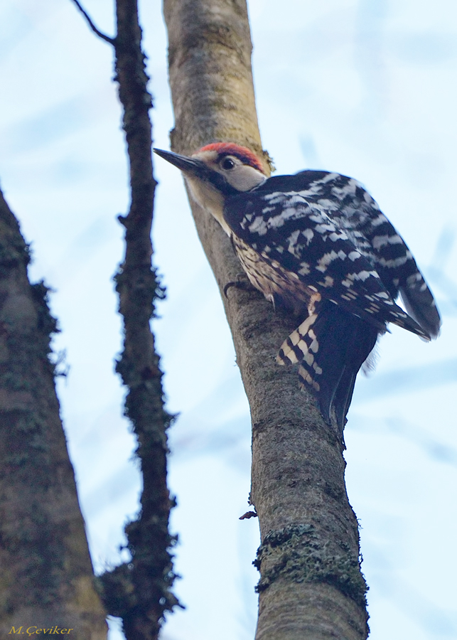White-backed Woodpecker