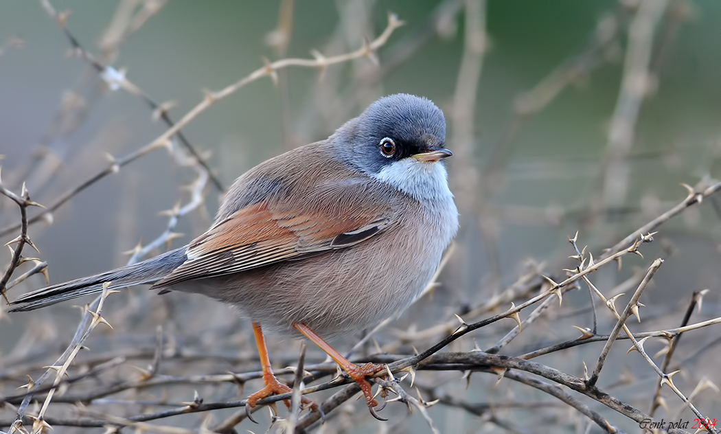 Bozkır Ötleğeni