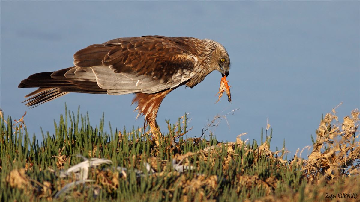 Saz Delicesi