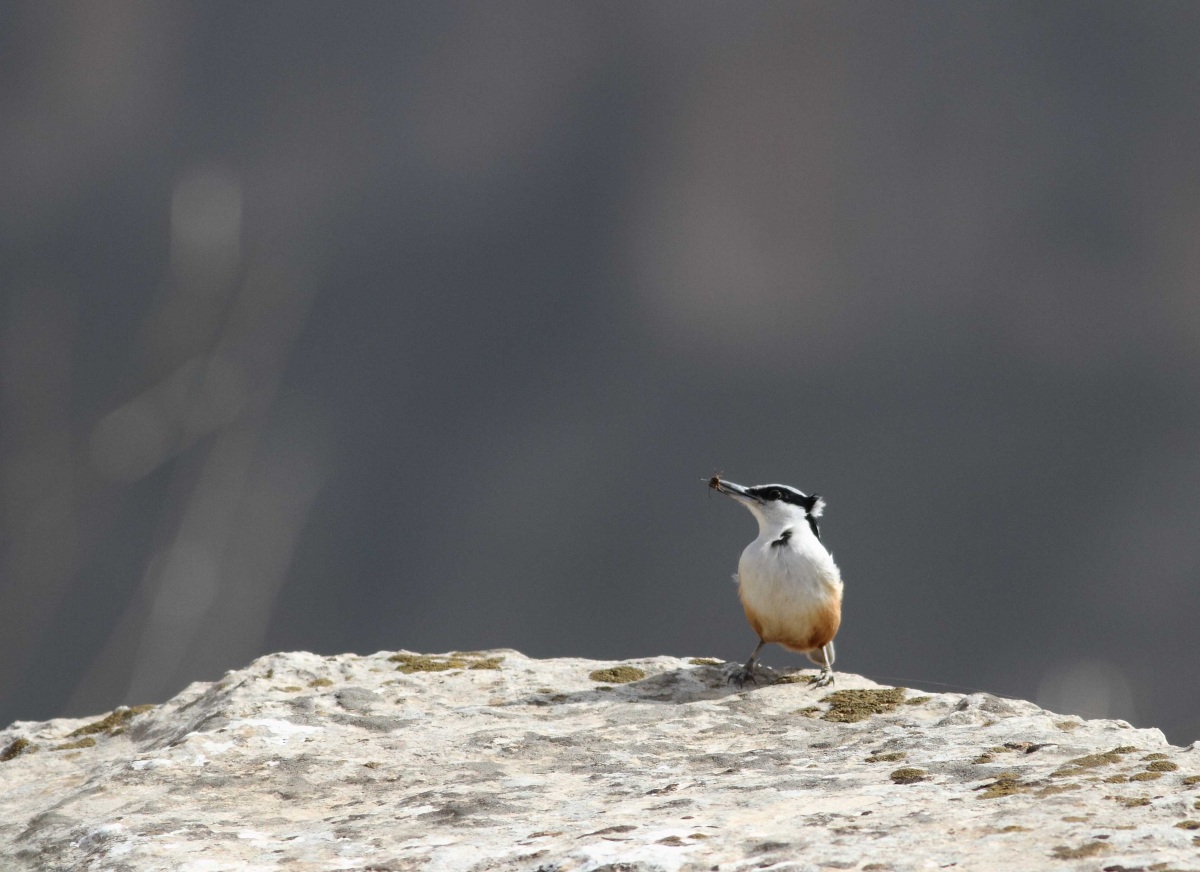 Eastern Rock Nuthatch