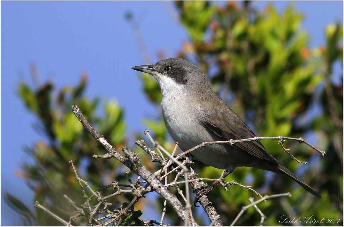 Eastern Orphean Warbler