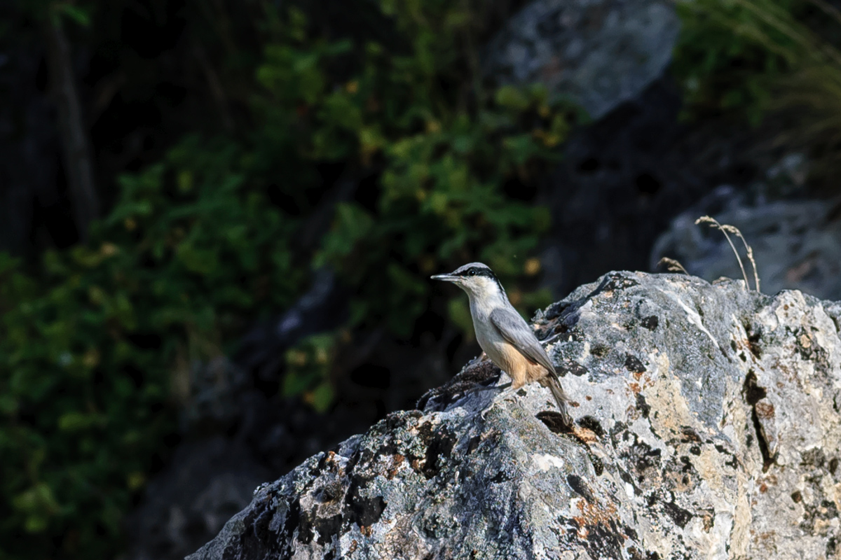 Eastern Rock Nuthatch