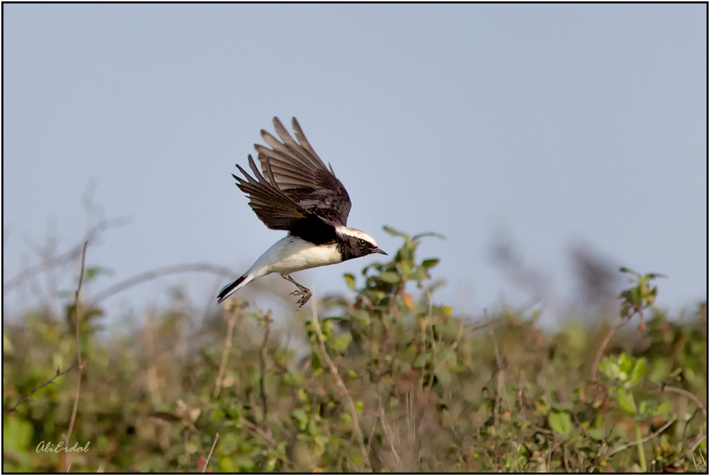 Pied Wheatear