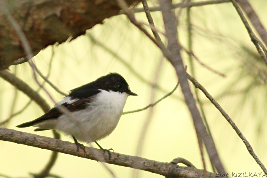 European Pied Flycatcher