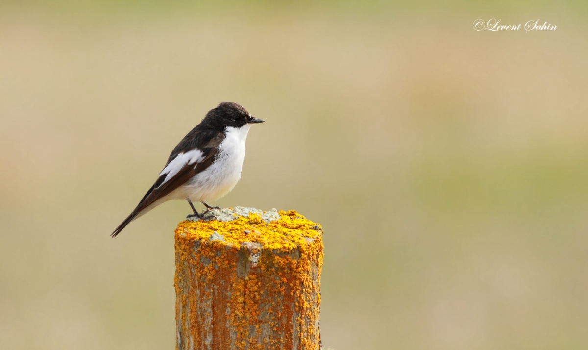 European Pied Flycatcher