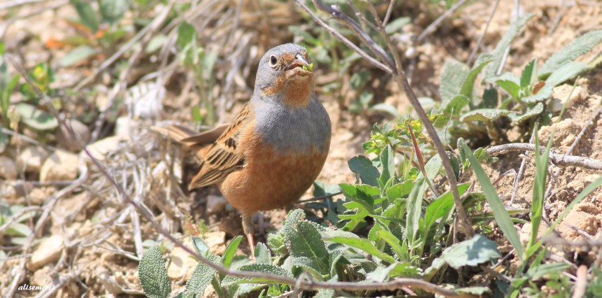 Cretzschmar`s Bunting
