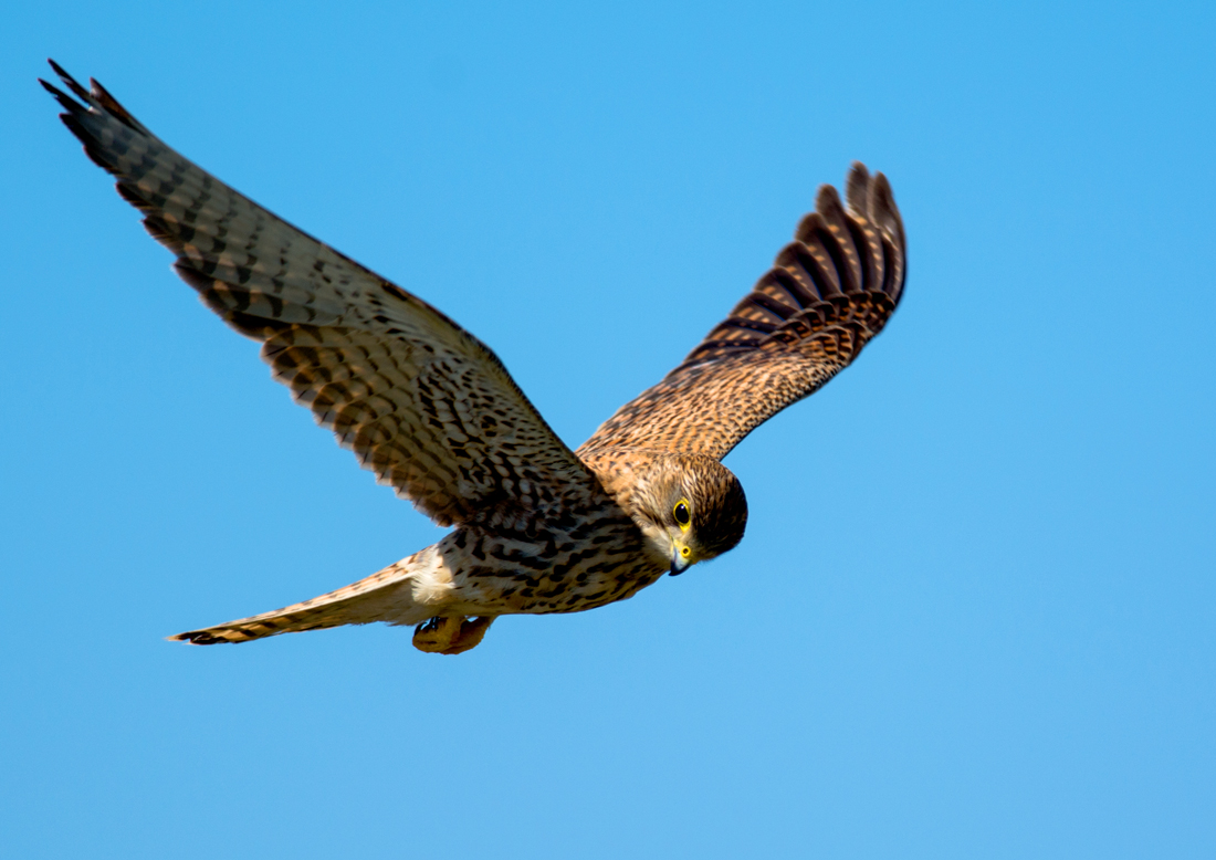 Common Kestrel