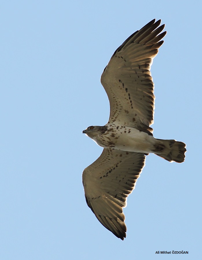 Short-toed Snake Eagle