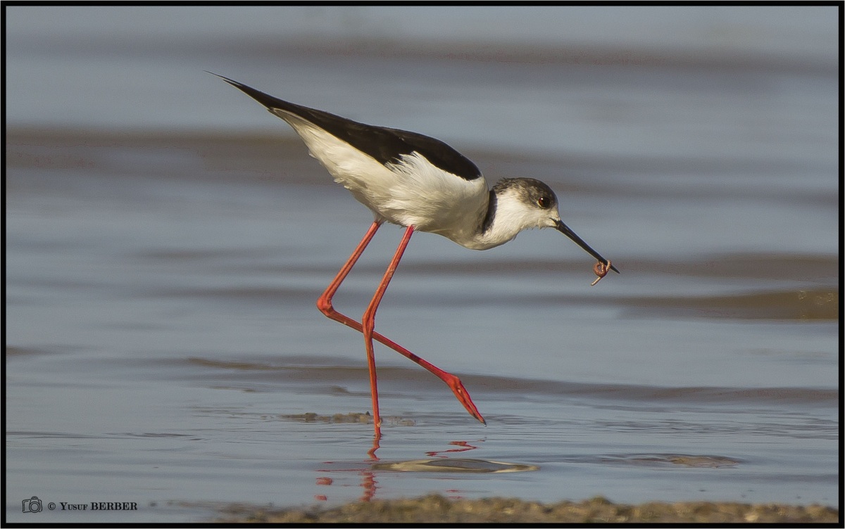 Black-winged Stilt