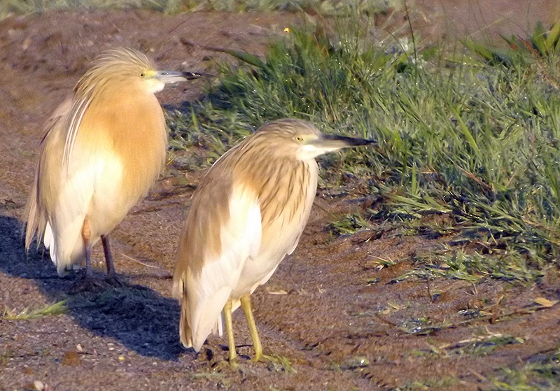Squacco Heron