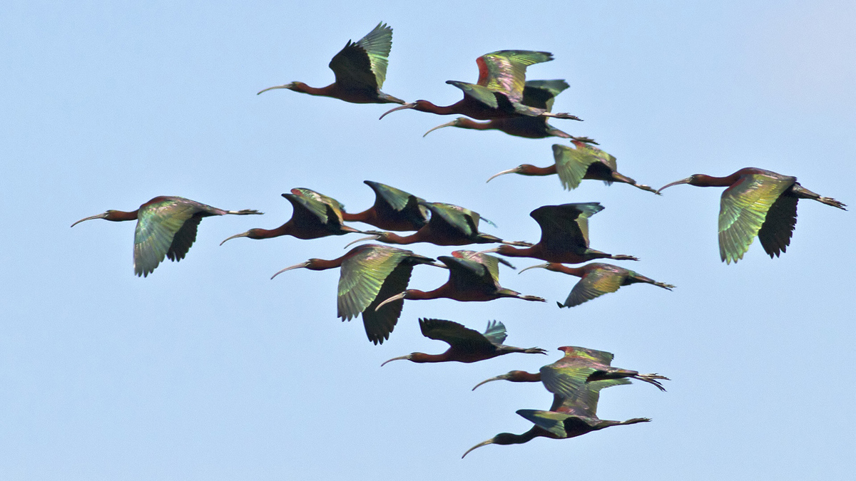 Glossy Ibis