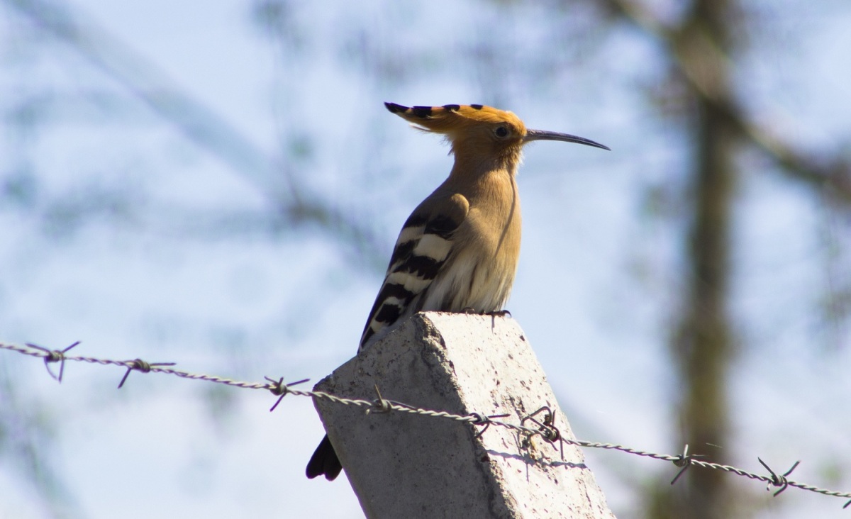Eurasian Hoopoe