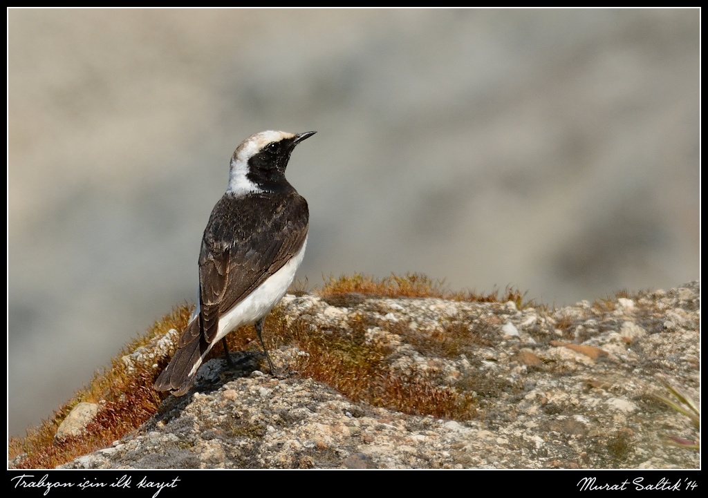 Pied Wheatear