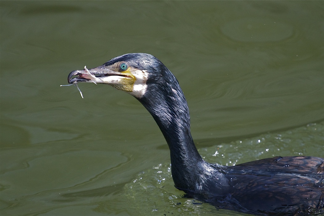 Karabatak