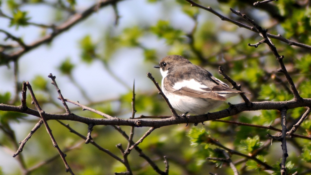 European Pied Flycatcher