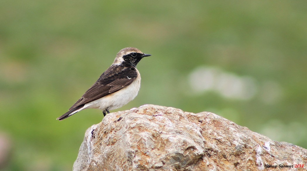 Pied Wheatear