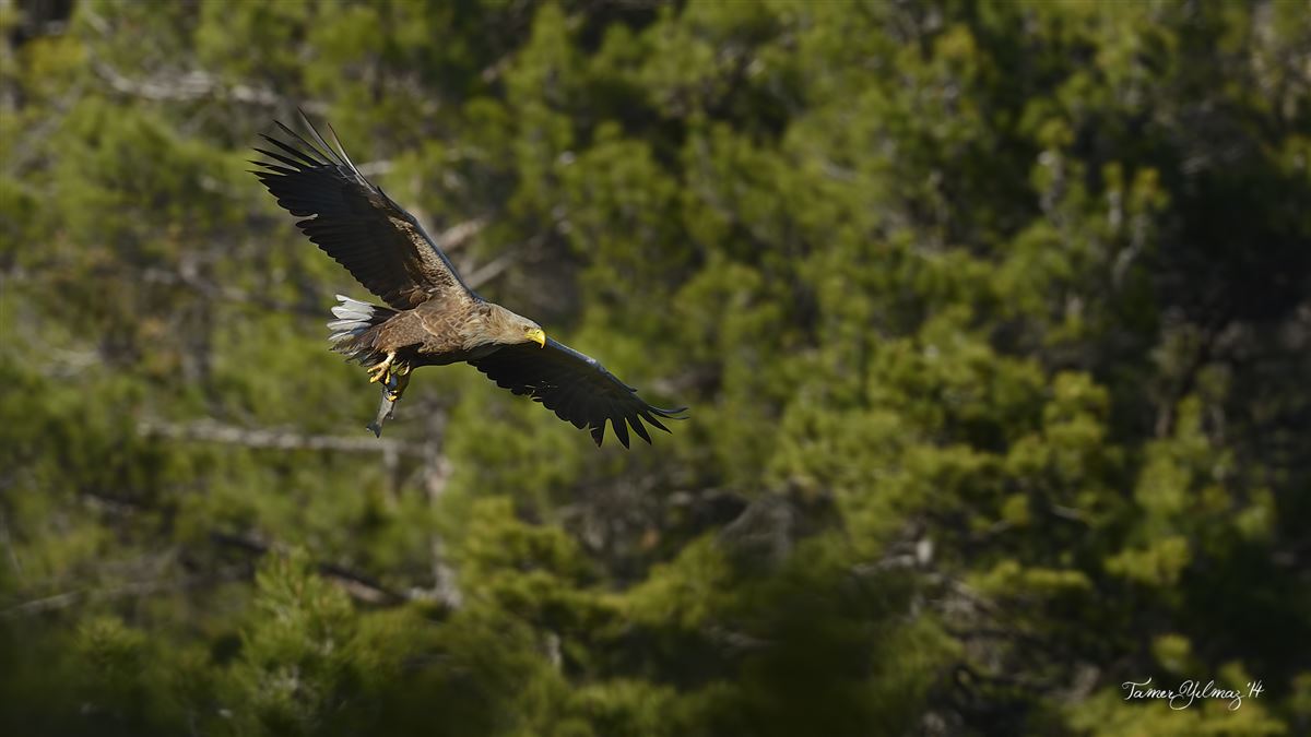 White-tailed Eagle