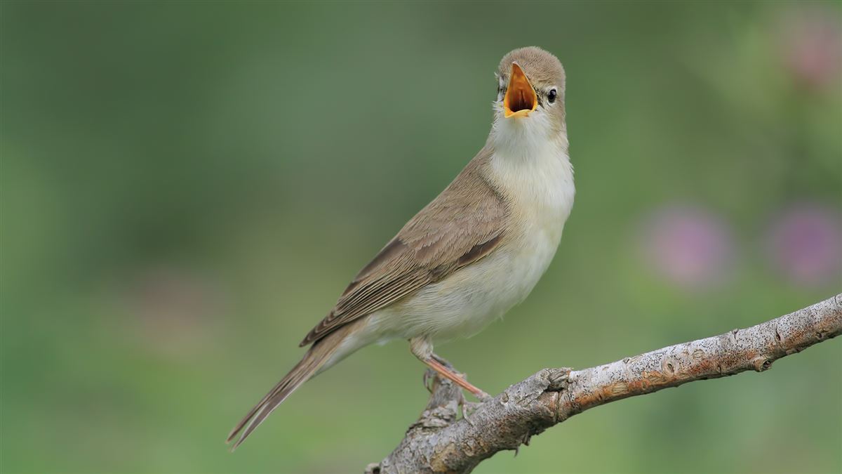Eastern Olivaceous Warbler