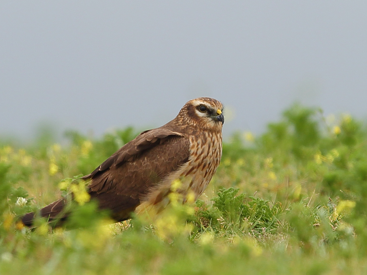 Montagu`s Harrier