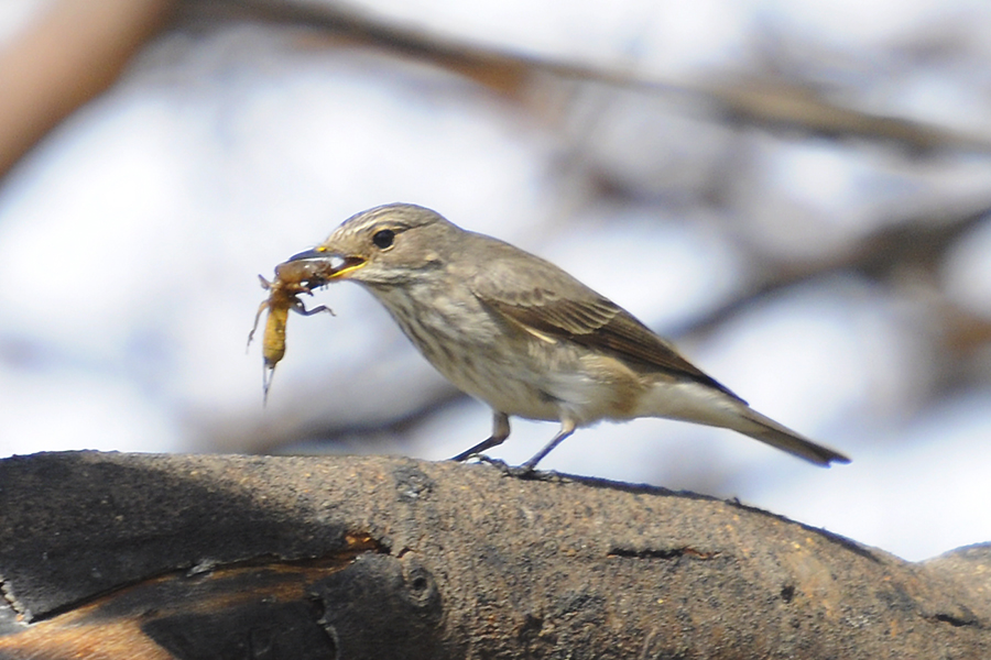Spotted Flycatcher