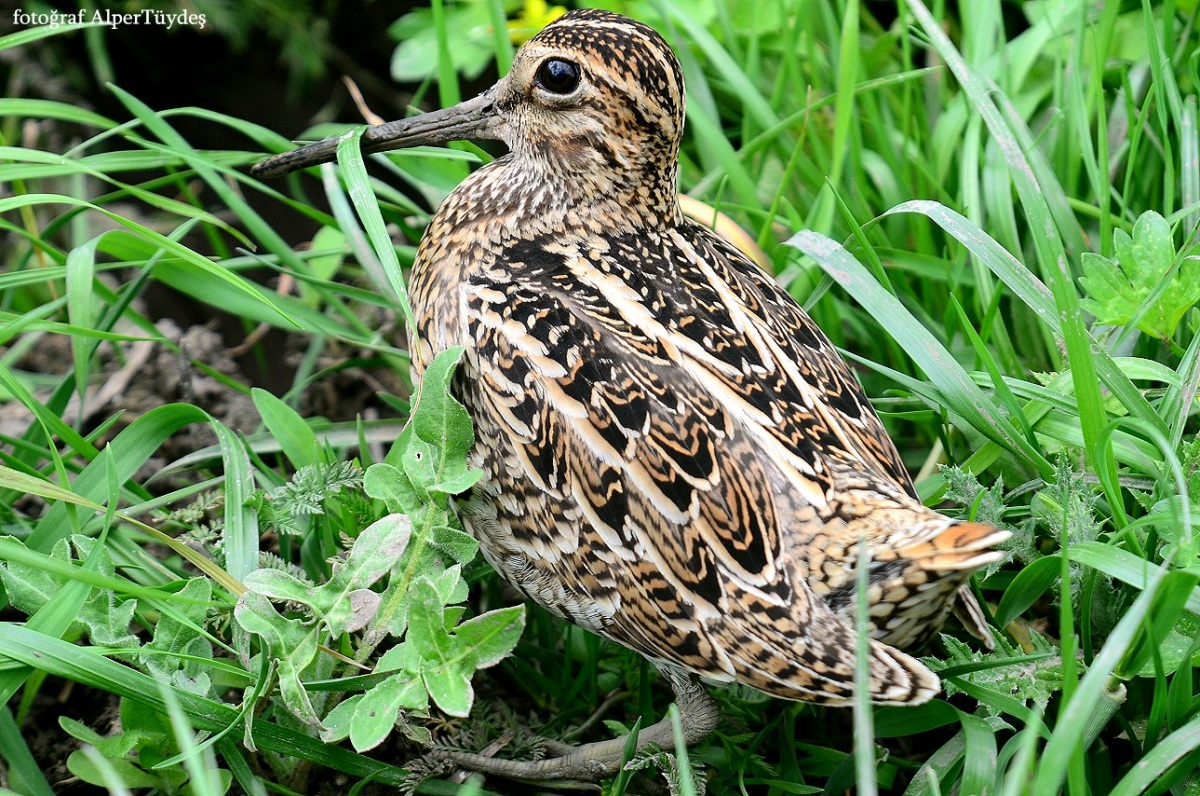 Great Snipe