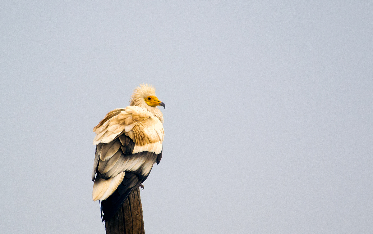 Egyptian Vulture