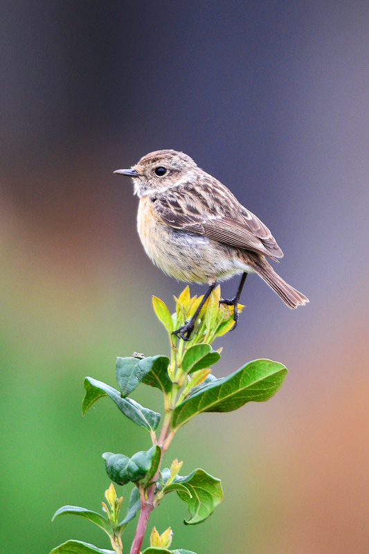 European Stonechat