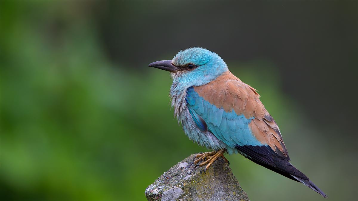 European Roller