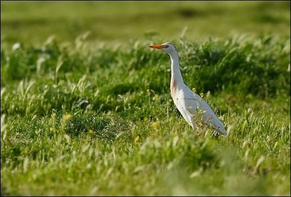 Western Cattle Egret