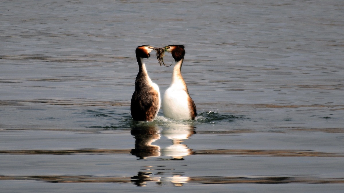 Great Crested Grebe